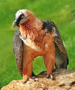 Bearded Vulture Diamond Painting