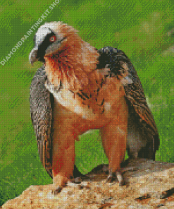 Bearded Vulture Diamond Painting