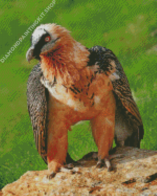 Bearded Vulture Diamond Painting