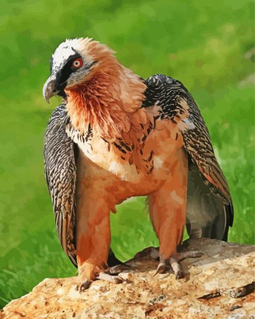 Bearded Vulture Diamond Painting