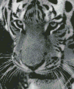 Black Bengal Tiger Diamond Painting