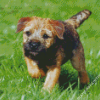 Border Terrier Puppy Diamond Painting