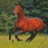 Brown Bay Horse Diamond Painting