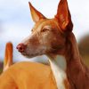 Close Up Podenco Dog Diamond Painting