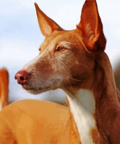 Close Up Podenco Dog Diamond Painting