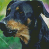 Close Up Beauceron Diamond Painting
