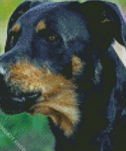 Close Up Beauceron Diamond Painting