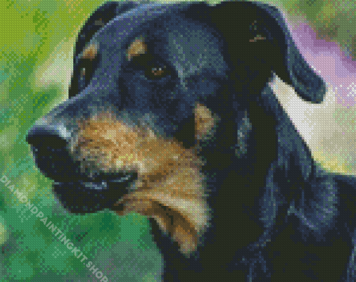 Close Up Beauceron Diamond Painting