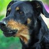 Close Up Beauceron Diamond Painting