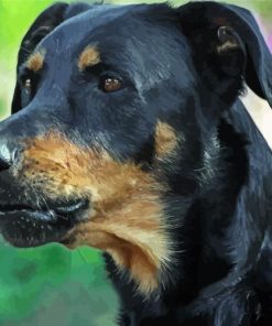 Close Up Beauceron Diamond Painting