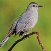 Close Up Grey Catbird Diamond Painting