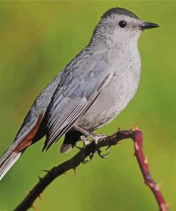 Close Up Grey Catbird Diamond Painting