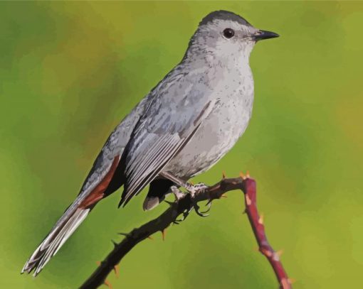 Close Up Grey Catbird Diamond Painting