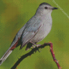 Close Up Grey Catbird Diamond Painting