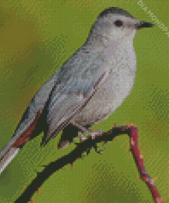 Close Up Grey Catbird Diamond Painting