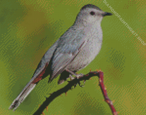 Close Up Grey Catbird Diamond Painting