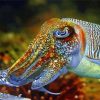 Cuttlefish Diamond Painting