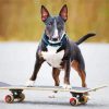 Dog Skateboard Diamond Painting