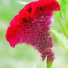 Fuschia Cockscomb Diamond Painting