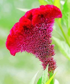 Fuschia Cockscomb Diamond Painting