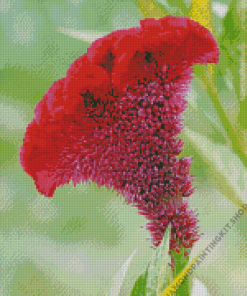 Fuschia Cockscomb Diamond Painting