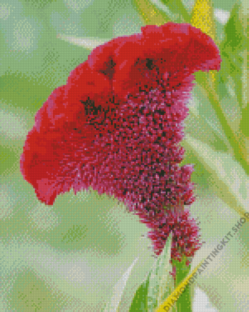 Fuschia Cockscomb Diamond Painting