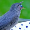 Grey Catbird Eating Diamond Painting