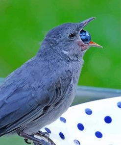 Grey Catbird Eating Diamond Painting