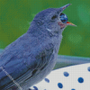 Grey Catbird Eating Diamond Painting