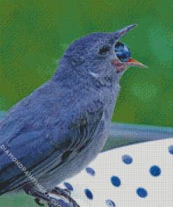 Grey Catbird Eating Diamond Painting