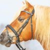 Haflinger Horse Side Face Diamond Painting