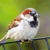 House Sparrow Bird Animal Diamond Painting