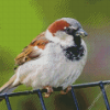 House Sparrow Bird Animal Diamond Painting