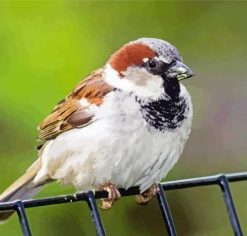 House Sparrow Bird Animal Diamond Painting