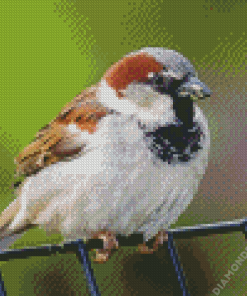 House Sparrow Bird Animal Diamond Painting