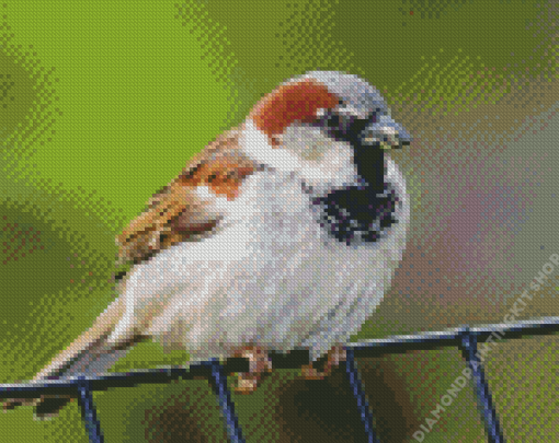 House Sparrow Bird Animal Diamond Painting