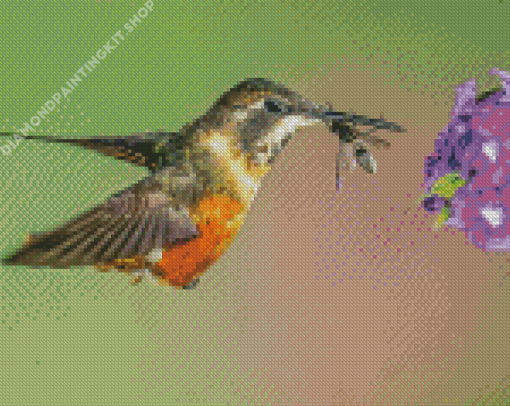 Hummingbird And Bee Diamond Painting