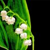 Lily Of The Valley Diamond Painting