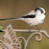 Long Tailed Tits Bird Diamond Painting