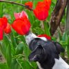 Puppy And Red Plant Diamond Painting