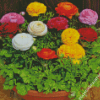 Ranunculus Flowers Diamond Painting