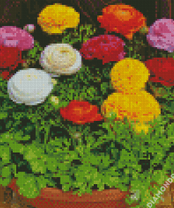 Ranunculus Flowers Diamond Painting