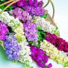 Stock Flowers Basket Diamond Painting