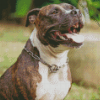 The Brindle Pitbull Diamond Painting