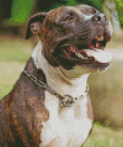 The Brindle Pitbull Diamond Painting