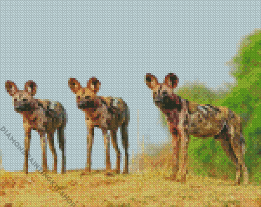 Three African Hunting Dogs Diamond Painting