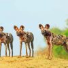 Three African Hunting Dogs Diamond Painting