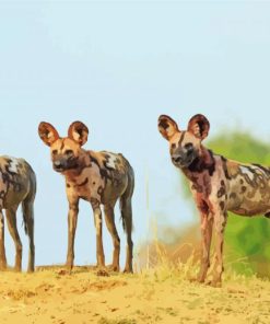 Three African Hunting Dogs Diamond Painting