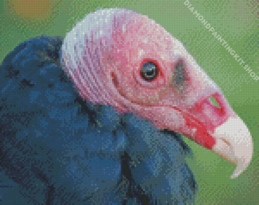 Turkey Vulture Head Diamond Painting