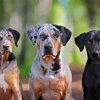 Aesthetic Catahoula Dogs Diamond Painting